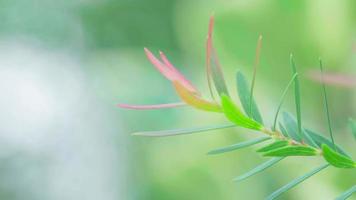 Close-up of leaves blown by the wind against a blurred green backdrop with copy space, Selective focus video