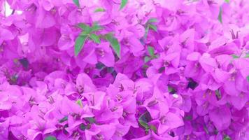 the beauty of bougainvillea The color of the flowers contrasts with the color of the leaves. video