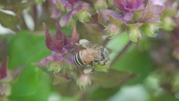 pequeño abeja es volador y succión el néctar desde el flores video