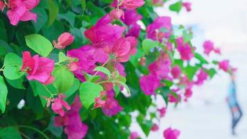 de schoonheid van bougainvillea de kleur van de bloemen contrasten met de kleur van de bladeren. video