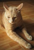 perezoso gato con amarillo ojos tendido relajarse en piso foto
