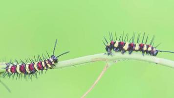 A Colorful caterpillar walks on a branch on a blurry background. video