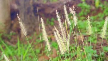 gras bloemen in de weide dat volgen de wind. video