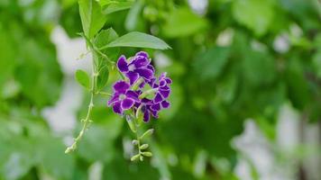Close-up of Purple flowers blooming on blurred leaves background. Duranta erecta video