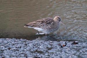 Eurasian Curlew Numenius arquata, Victoria Park, Belfast, Northern Ireland, UK photo