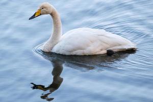 Whooper Swan Cygnus cygnus, WWT Castle Espie, Bird Centre, Northern Ireland, UK photo