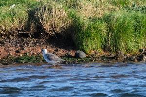 pantano lavandera tringa estagnatilis, wwt castillo espía, pájaro centro, del Norte Irlanda, Reino Unido foto