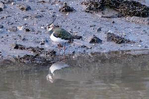 Northern Lapwing Vanellus vanellus, Victoria Park, Belfast, Northern Ireland, UK photo