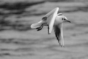 Black-headed Gull Chroicocephalus ridibundus, Victoria Park, Belfast, Northern Ireland, UK photo