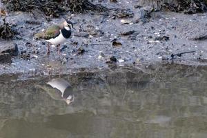 Northern Lapwing Vanellus vanellus, Victoria Park, Belfast, Northern Ireland, UK photo