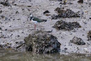 Northern Lapwing Vanellus vanellus, Victoria Park, Belfast, Northern Ireland, UK photo