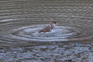 Common Redshank Tringa totanus, Victoria Park, Belfast, Northern Ireland, UK photo