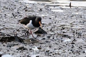 Eurasian Oystercatcher Haematopus ostralegus,Victoria Park, Belfast, Northern Ireland, UK photo