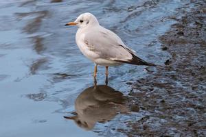 cabeza negra gaviota croicocefalia ridículo, victoria parque, Belfast, del Norte Irlanda, Reino Unido foto