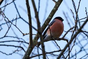 Eurasian Bullfinch Pyrrhula pyrrhula, Lagan River, Belfast, Northern Ireland, UK photo