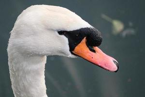 mudo cisne cygnus olor, victoria parque, Belfast, del Norte Irlanda, Reino Unido foto