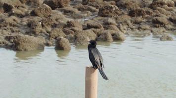 une noir oiseau perché sur une bambou pôle à la recherche pour proie dans le mer. video