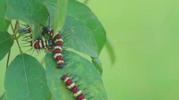 Colorful caterpillars are clustered on green leaves against a blurred background. video