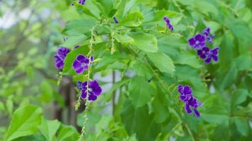 de cerca de púrpura flores floreciente en borroso hojas antecedentes. duranta erecta video