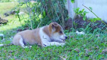 een puppy aan het liegen Aan de gras
