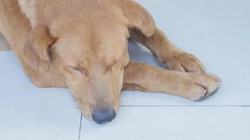 bruin hond aan het liegen Aan de betegeld verdieping gedurende dag, dichtbij omhoog schot video