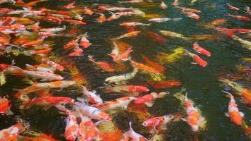 vistoso japonés carpa nadando en el estanque. video