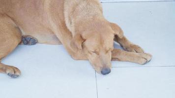 bruin hond aan het liegen Aan de betegeld verdieping gedurende dag video