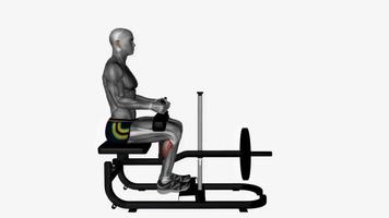 Seated calf machine fitness exercise workout animation video male muscle highlight 4K 60 fps