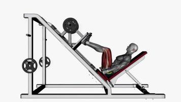 leg press wide high stance fitness exercise workout animation video male muscle highlight 4K 60 fps