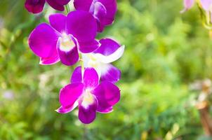 hermosa orquídeas flores Violeta tropical Tailandia son floreciente en el jardín foto