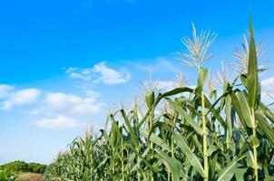 Corn field in clear day, Corn tree at farm land with blue cloudy Sky photo