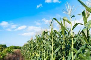 campo de maíz en un día claro, árbol de maíz en tierras de cultivo con cielo azul nublado foto