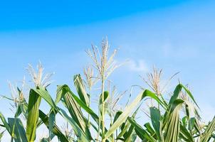 Corn field in clear day, Corn tree at farm land with blue cloudy Sky photo