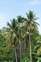 hermosa Coco palmas arboles en el tropical bosque con azul cielo a isla en Tailandia foto