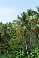 Beautiful coconut palms trees in the Tropical forest with blue sky at Island in Thailand photo