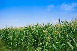 Corn field in clear day, Corn tree at farm land with blue cloudy Sky,Agricultural Industry Commission photo