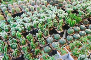 Cactus small there are many varieties in a pot. Placed in many small pots photo