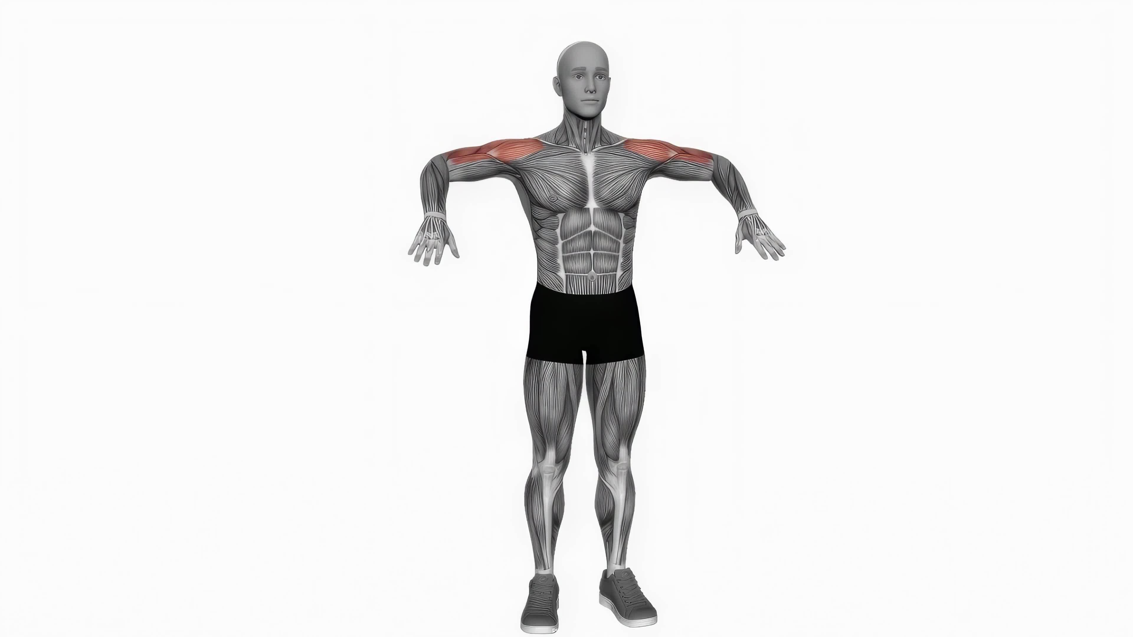 Upward rotation extend arm fitness exercise workout animation video male muscle highlight 4K 60