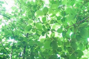 Sunlight through the fresh green leaves,Bright green leaves background photo