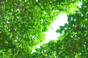 Green leafs on white background photo