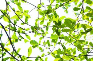 tree leaf from nature use as background, eco concept photo