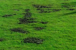 Fertilizers with cow dung on green grass field, Organic fertilizer on green grass photo