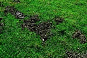 Fertilizers with cow dung on green grass field, Organic fertilizer on green grass photo