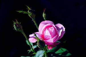 Pink dwarf roses in the garden vintage color, Pink roses, selective focus photo