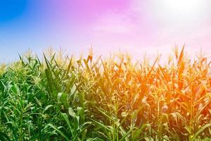 maíz campo en claro día, maíz árbol a granja tierra con azul nublado cielo a Tailandia foto