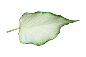 beautiful Caladium bicolor leaves png