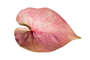 hermosa caladio bicolor hojas png