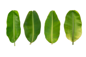 verde plátano hojas para comida envase png