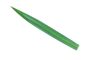 Green pandan leaves are fragrant. png