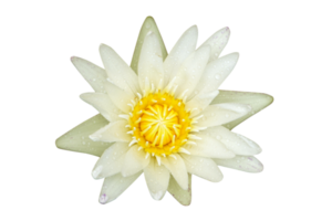 lotus used to worship Buddha png